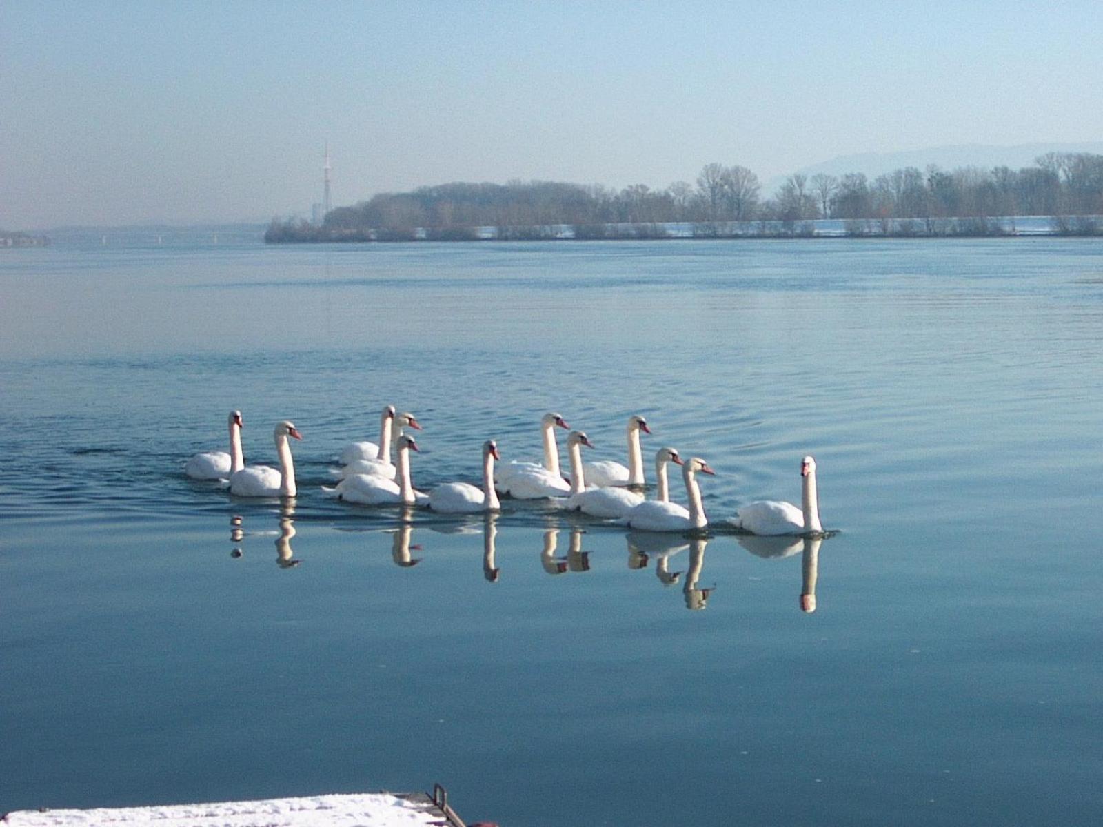 Donau-Rad-Hotel Wachauerhof Marbach an der Donau Eksteriør billede